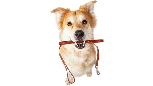 Unleash the Freedom: Choosing the Perfect Dog Leash for Your Furry Friend