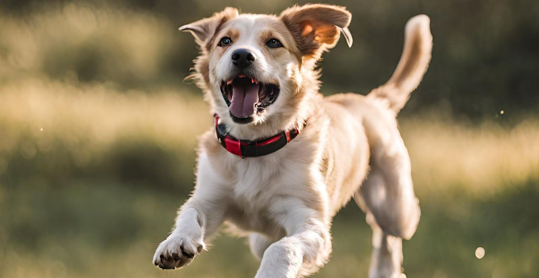 The Ultimate Guide to Choosing the Right Dog Collar for Your Pup