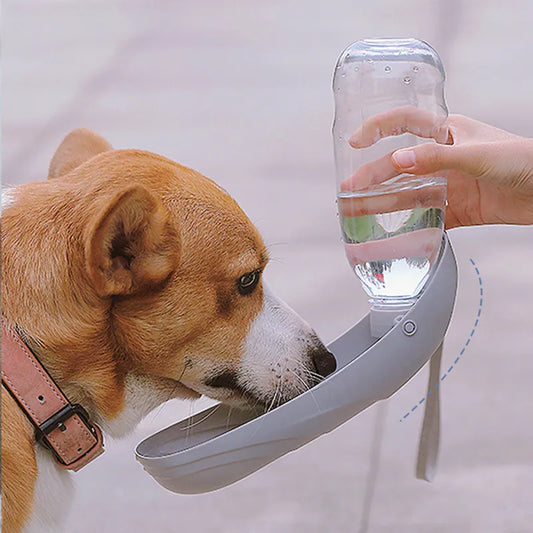 Elegance—innovative dog waterers