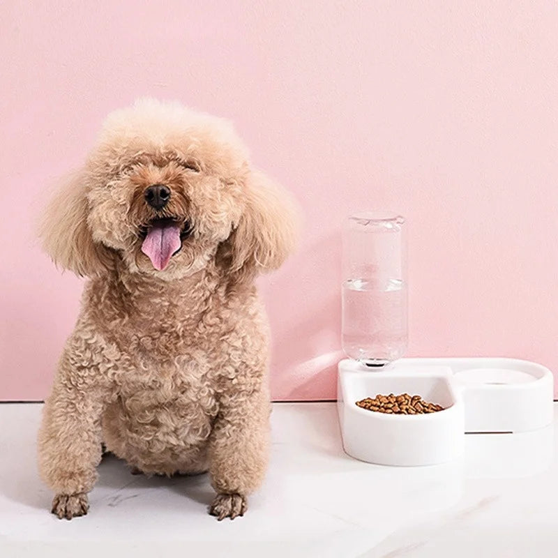 dot sit next to automatic pet feeder